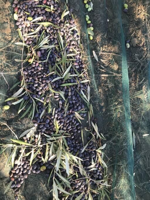 Agriturismo Il Sorbino - Appartamento Da Cocca Pian d'Alma Exteriör bild