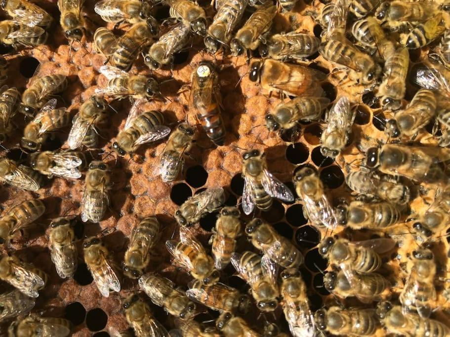 Agriturismo Il Sorbino - Appartamento Da Cocca Pian d'Alma Exteriör bild
