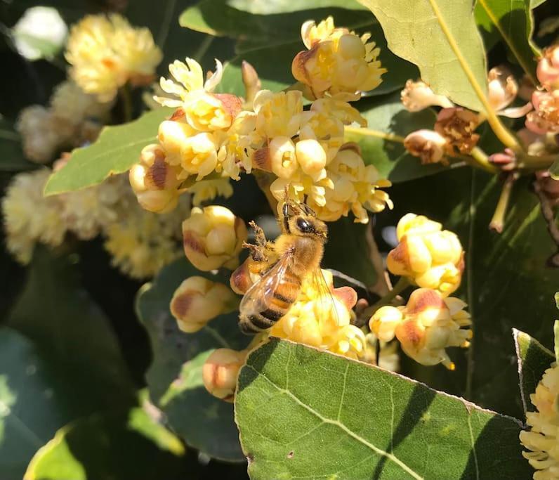 Agriturismo Il Sorbino - Appartamento Da Cocca Pian d'Alma Exteriör bild