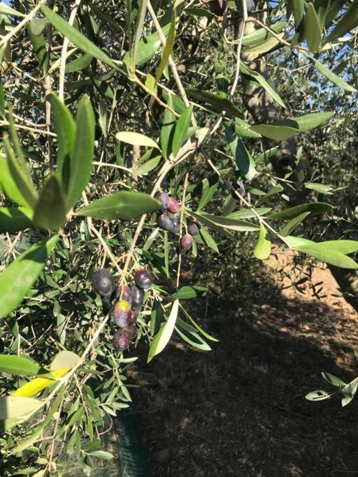 Agriturismo Il Sorbino - Appartamento Da Cocca Pian d'Alma Exteriör bild