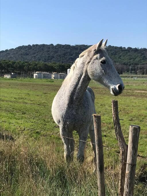 Agriturismo Il Sorbino - Appartamento Da Cocca Pian d'Alma Exteriör bild