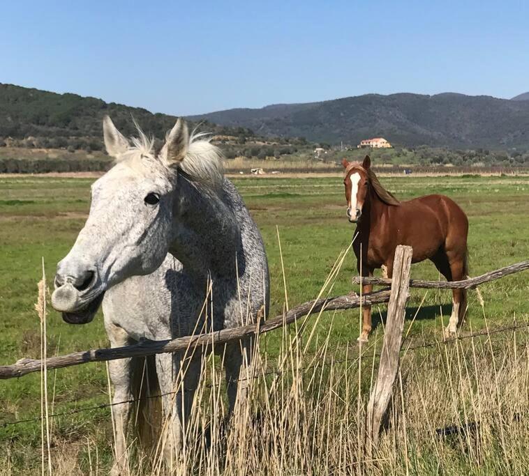 Agriturismo Il Sorbino - Appartamento Da Cocca Pian d'Alma Exteriör bild